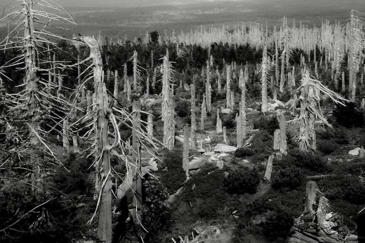 Baeume und Waelder_ATELIER HP SPEIDEL_3.jpg