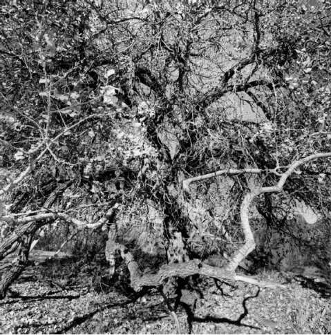 Double Elephant-Lee Friedlander.jpg