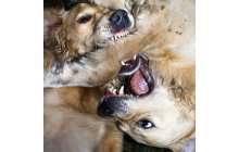 Kölner Schule - Positionen Deutscher Subjektivität