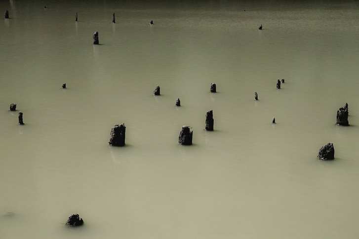 Baeume und Waelder_ATELIER HP SPEIDEL_5.jpg