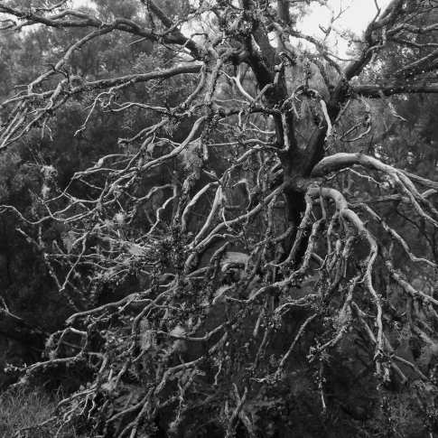 Baeume und Waelder_ATELIER HP SPEIDEL_6.jpg