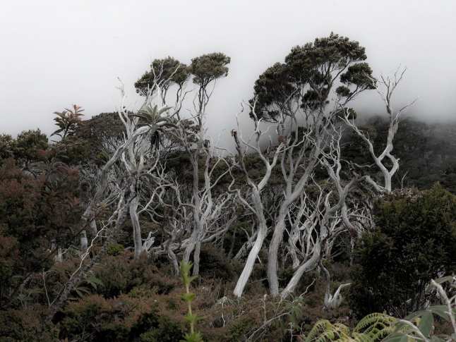 Baeume und Waelder_ATELIER HP SPEIDEL_2.jpg