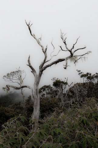 Baeume und Waelder_ATELIER HP SPEIDEL_1.jpg